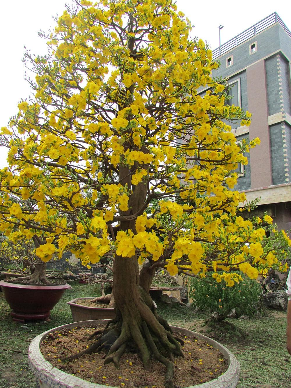 Mua bán sỉ lẻ cây mai vàng con giống miền tây chưng tết bonsai giá rẻ tại tphcm