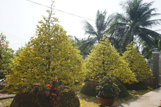 Mua bán sỉ lẻ cây mai vàng con giống miền tây chưng tết bonsai giá rẻ tại tphcm