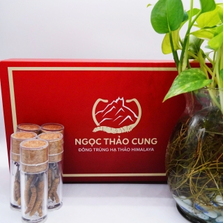 Người Suy Nhược Cơ Thể Có Nên Dùng Đông Trùng Hạ Thảo?