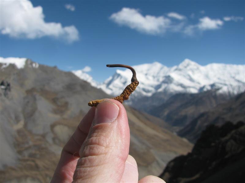 So sánh nuôi đông trùng hạ thảo tự nhiên ở Việt Nam và vùng Himalaya