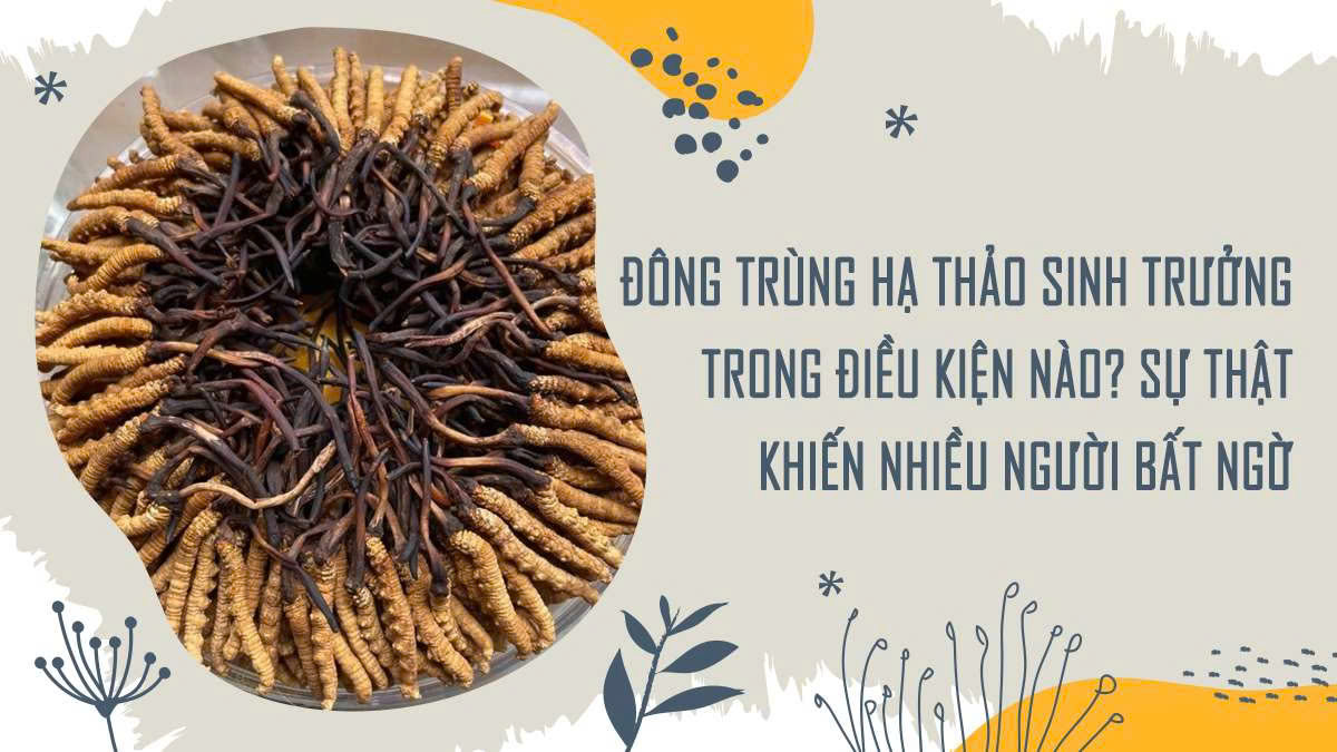 Đông Trùng Hạ Thảo Sinh Trưởng Trong Điều Kiện Nào? Sự Thật Khiến Nhiều Người Bất Ngờ