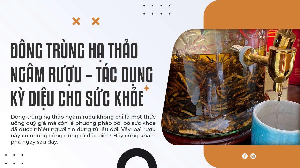 Đông Trùng Hạ Thảo Ngâm Rượu – Tác Dụng Kỳ Diệu Cho Sức Khỏe