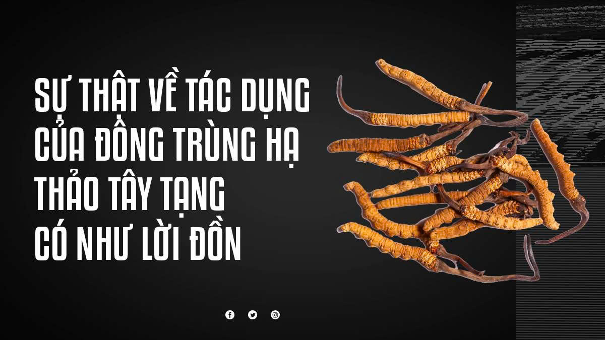 Sự Thật Về Tác Dụng Của Đông Trùng Hạ Thảo Tây Tạng – Có Như Lời Đồn?