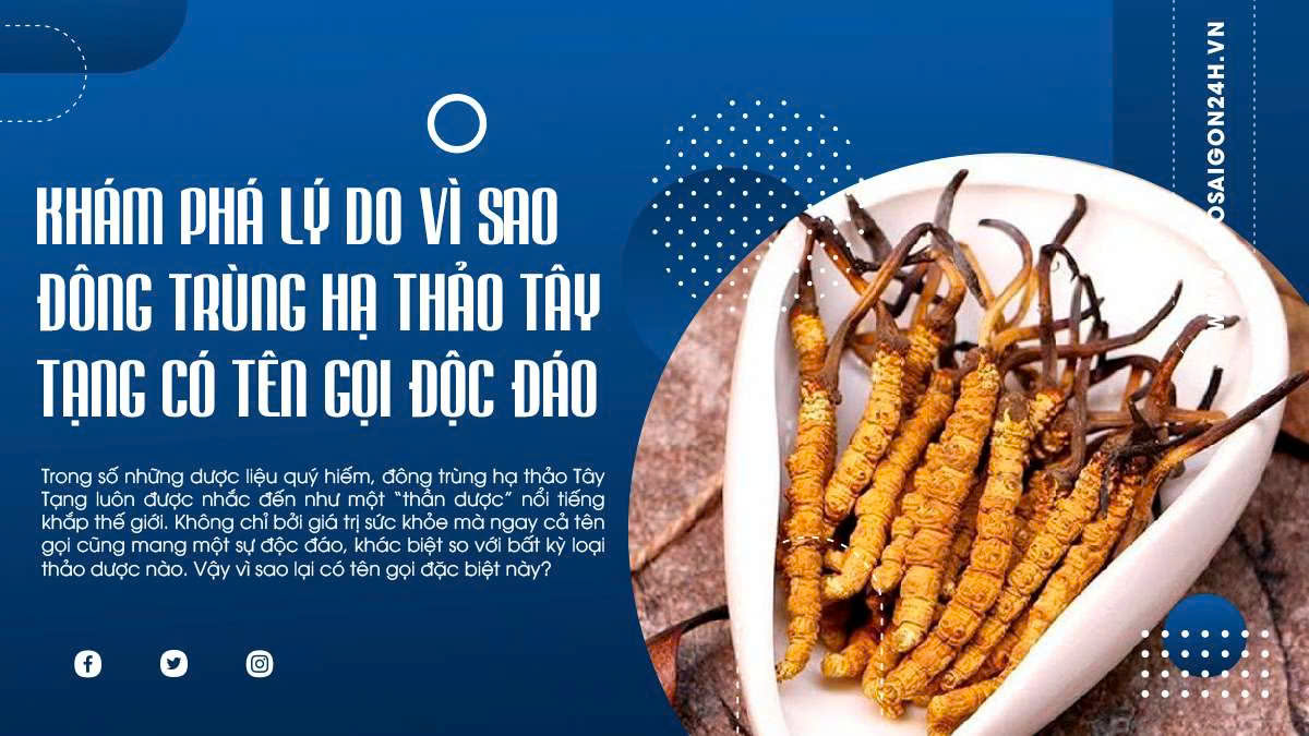 Khám phá lý do vì sao đông trùng hạ thảo Tây Tạng có tên gọi độc đáo