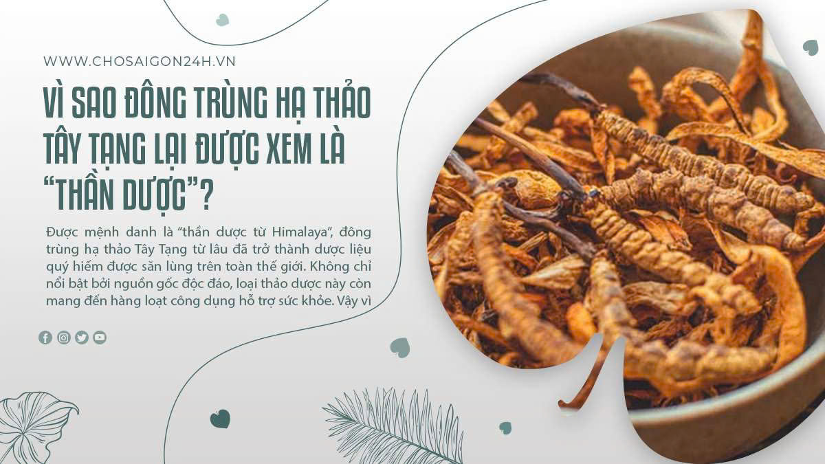Vì sao đông trùng hạ thảo Tây Tạng lại được xem là “thần dược”?