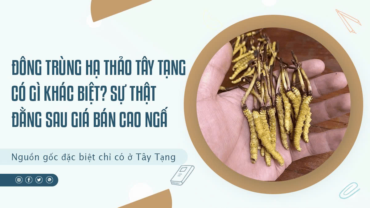 Đông Trùng Hạ Thảo Tây Tạng Có Gì Khác Biệt? Sự Thật Đằng Sau Giá Bán Cao Ngất