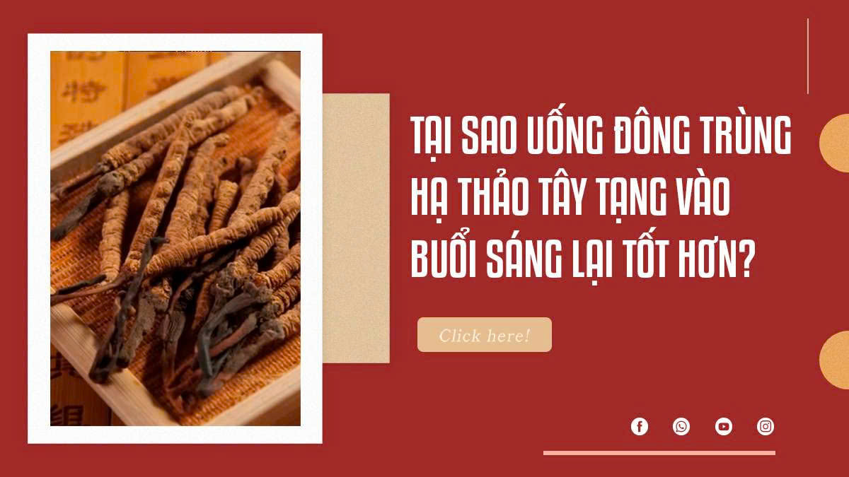 Tại Sao Uống Đông Trùng Hạ Thảo Tây Tạng Vào Buổi Sáng Lại Tốt Hơn?
