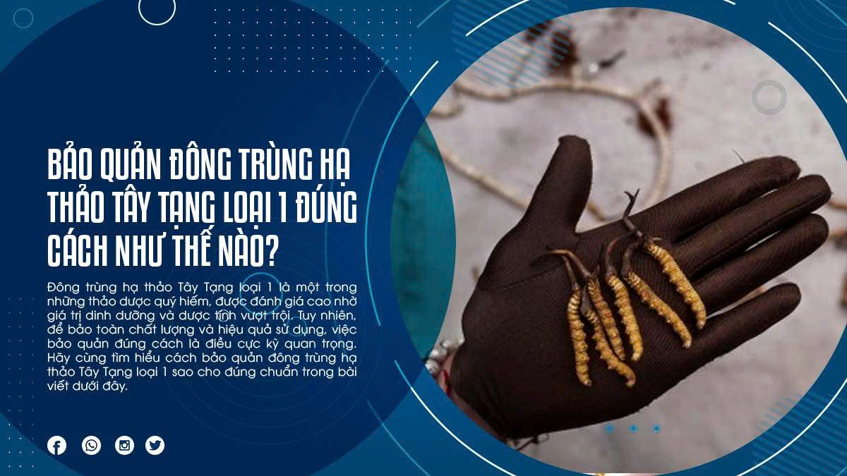 Bảo Quản Đông Trùng Hạ Thảo Tây Tạng Loại 1 Đúng Cách Như Thế Nào?
