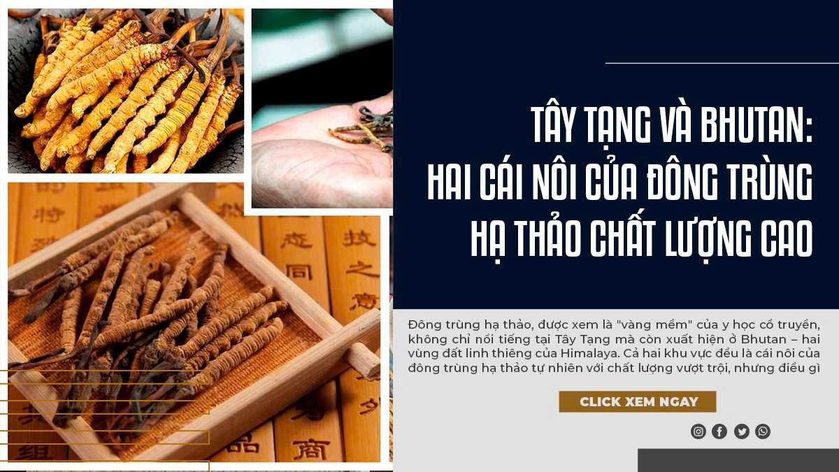 Tây Tạng Và Bhutan: Hai Cái Nôi Của Đông Trùng Hạ Thảo Chất Lượng Cao