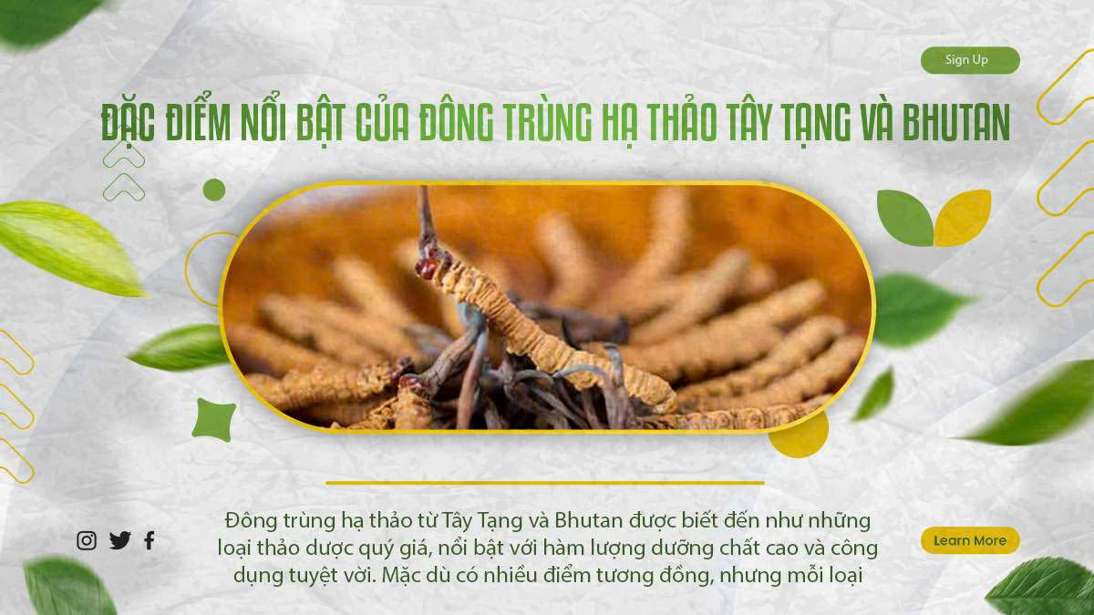 Đặc Điểm Nổi Bật Của Đông Trùng Hạ Thảo Tây Tạng Và Bhutan