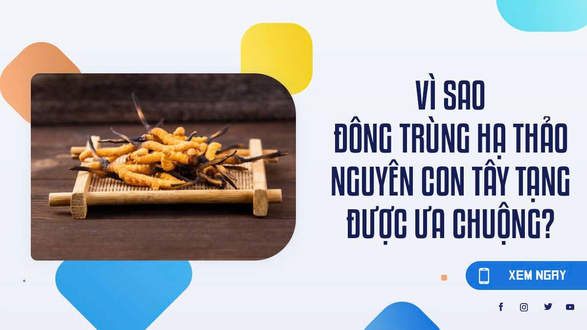 Vì sao đông trùng hạ thảo nguyên con Tây Tạng được ưa chuộng?