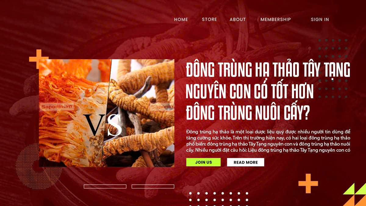 Đông trùng hạ thảo Tây Tạng nguyên con có tốt hơn đông trùng nuôi cấy?