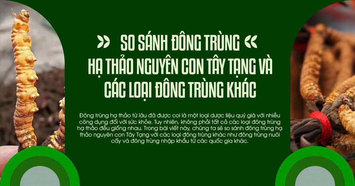 So sánh đông trùng hạ thảo nguyên con Tây Tạng và các loại đông trùng khác