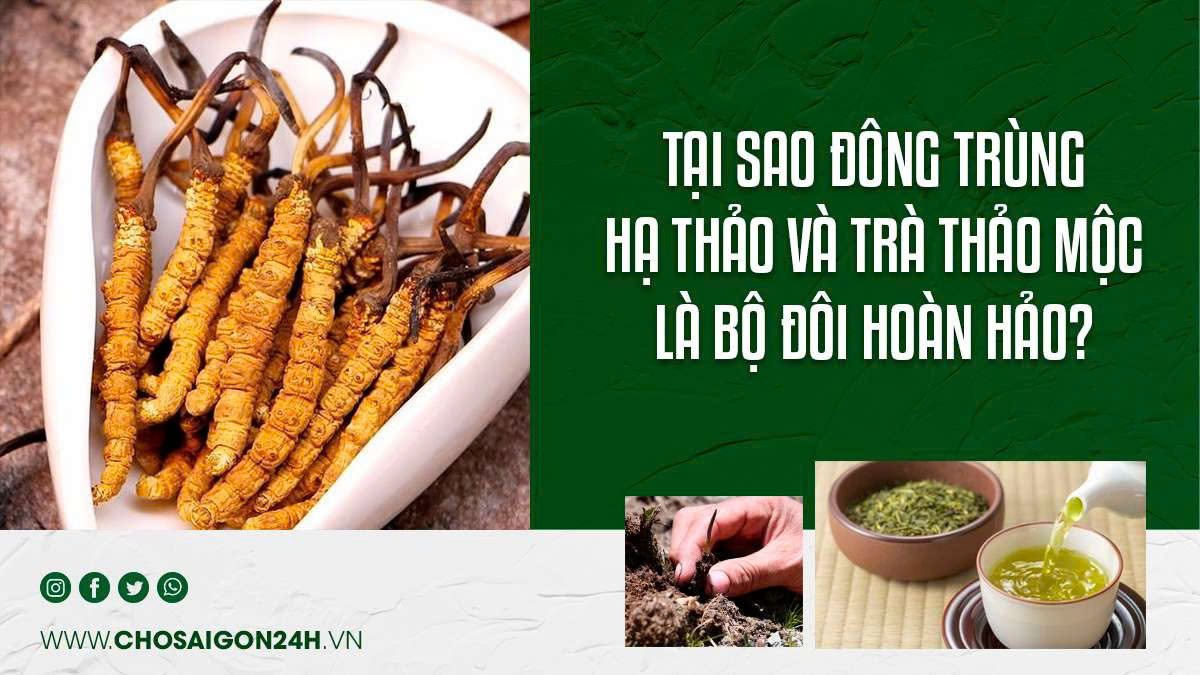 Tại Sao Đông Trùng Hạ Thảo Và Trà Thảo Mộc Là Bộ Đôi Hoàn Hảo?