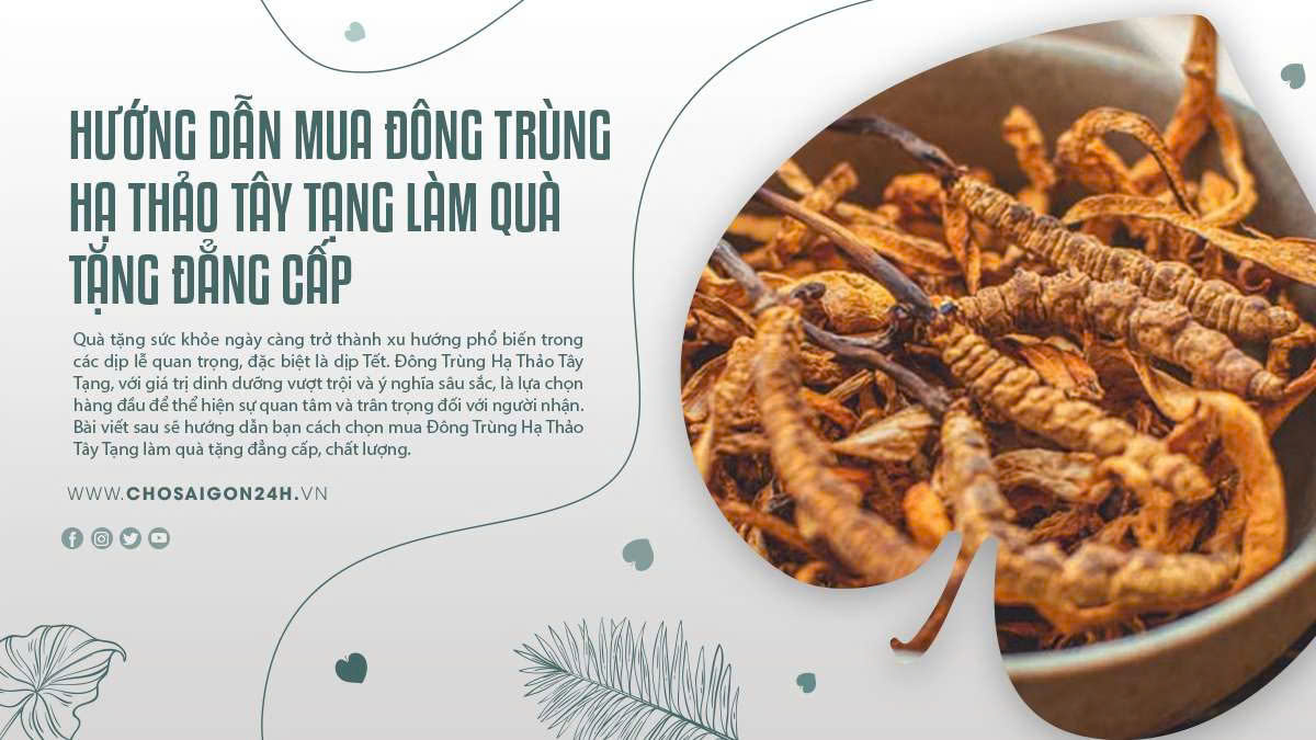 HƯỚNG DẪN MUA ĐÔNG TRÙNG HẠ THẢO TÂY TẠNG LÀM QUÀ TẶNG ĐẲNG CẤP