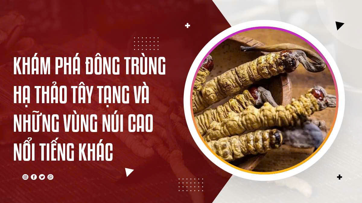 Khám Phá Đông Trùng Hạ Thảo Tây Tạng Và Những Vùng Núi Nổi Tiếng Khác