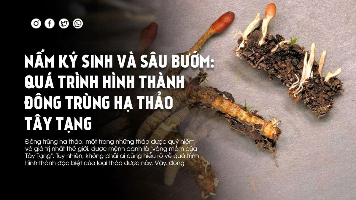 Nấm Ký Sinh Và Sâu Bướm: Quá Trình Hình Thành Đông Trùng Hạ Thảo