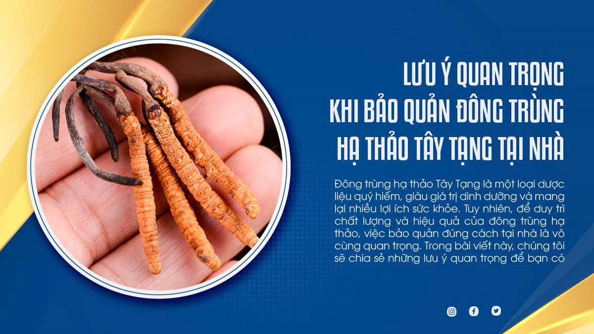 Lưu Ý Quan Trọng Khi Bảo Quản Đông Trùng Hạ Thảo Tây Tạng Tại Nhà