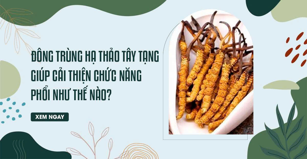 Đông trùng hạ thảo Tây Tạng giúp cải thiện chức năng phổi như thế nào?