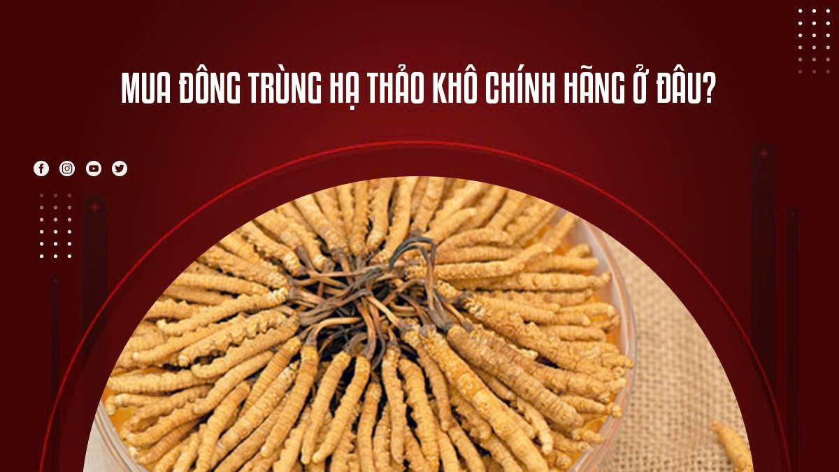 Mua Đông Trùng Hạ Thảo Khô Chính Hãng Ở Đâu?