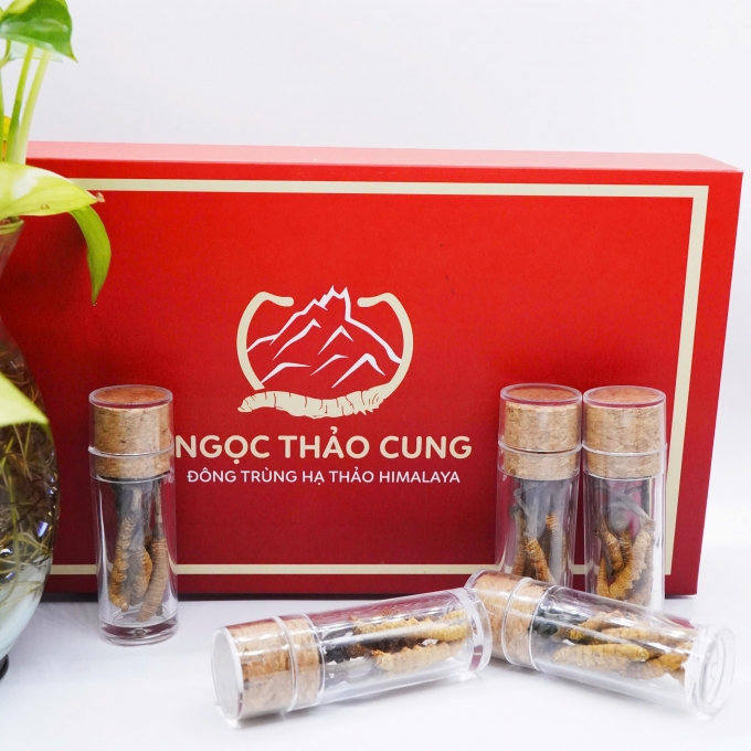 Set Đông Trùng Hạ Thảo 12 Con (Loại To 10gr ~ 30 con)