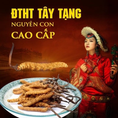 Khám Phá Đông Trùng Hạ Thảo Tây Tạng Và Những Vùng Núi Nổi Tiếng...