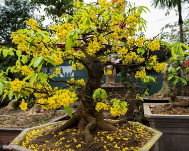 Mua bán sỉ lẻ cây mai vàng con giống miền tây chưng tết bonsai giá rẻ...