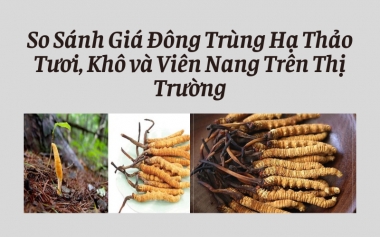 So Sánh Giá Đông Trùng Hạ Thảo Tươi, Khô và Viên Nang Trên Thị Trường